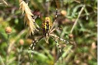 Argiope bruennichi
