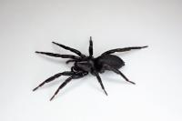 Zelotes latreillei