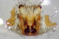 Zelotes latreillei