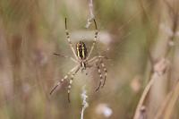 Argiope bruennichi