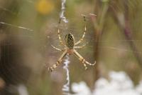 Argiope bruennichi