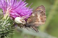 Misumena vatia