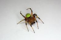 Araniella opisthographa