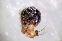 Araniella opisthographa