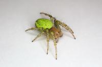 Araniella opisthographa