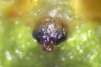 Araniella opisthographa