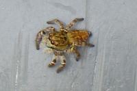 Carrhotus xanthogramma