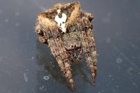 Araneus angulatus