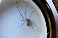 Pholcus phalangioides