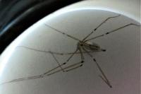 Pholcus phalangioides