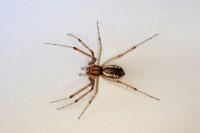 Linyphia triangularis