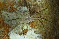 Philodromus