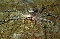 Philodromus