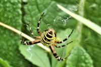 Argiope bruennichi