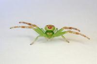 Ebrechtella tricuspidata