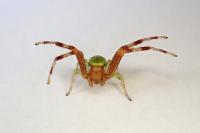 Ebrechtella tricuspidata