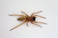 Clubiona phragmitis