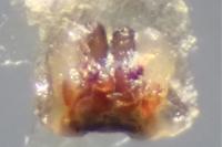 Clubiona phragmitis