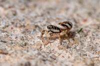 Salticus scenicus