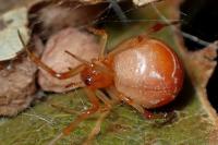 Parasteatoda lunata