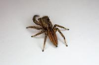 Marpissa radiata