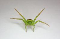 Ebrechtella tricuspidata