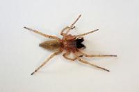 Clubiona phragmitis