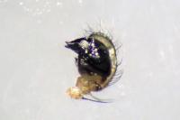 Singa nitidula