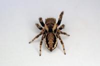 Evarcha falcata