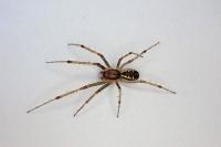 Linyphia triangularis