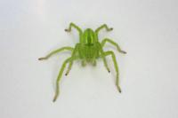 Micrommata virescens