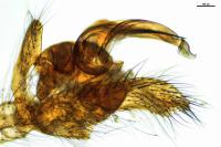 Tetragnatha extensa