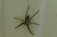 Pisaura mirabilis
