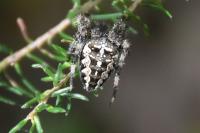 Araneus diadematus