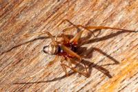Steatoda grossa