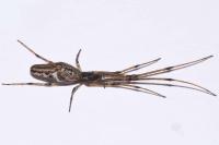 Tetragnatha nigrita