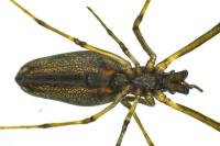 Tetragnatha nigrita