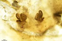 Tetragnatha nigrita