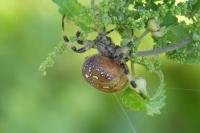 Araneus quadratus