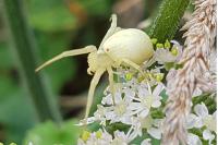 Misumena vatia