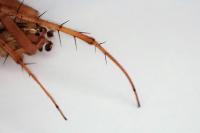 Metellina segmentata