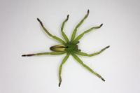 Micrommata ligurina