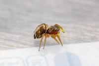 Heliophanus tribulosus