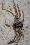 Philodromus