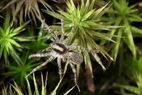 Pardosa