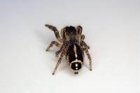 Pellenes tripunctatus