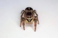 Pellenes tripunctatus