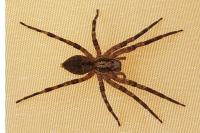 Zoropsis spinimana