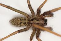 Eratigena saeva