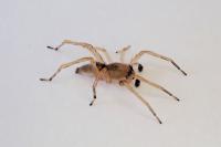 Clubiona terrestris